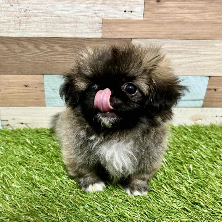 animal_image