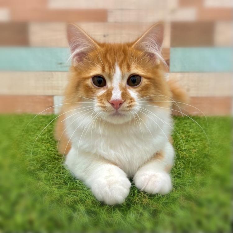 animal_image