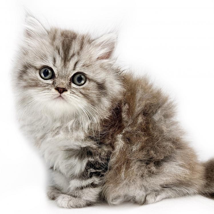 animal_image