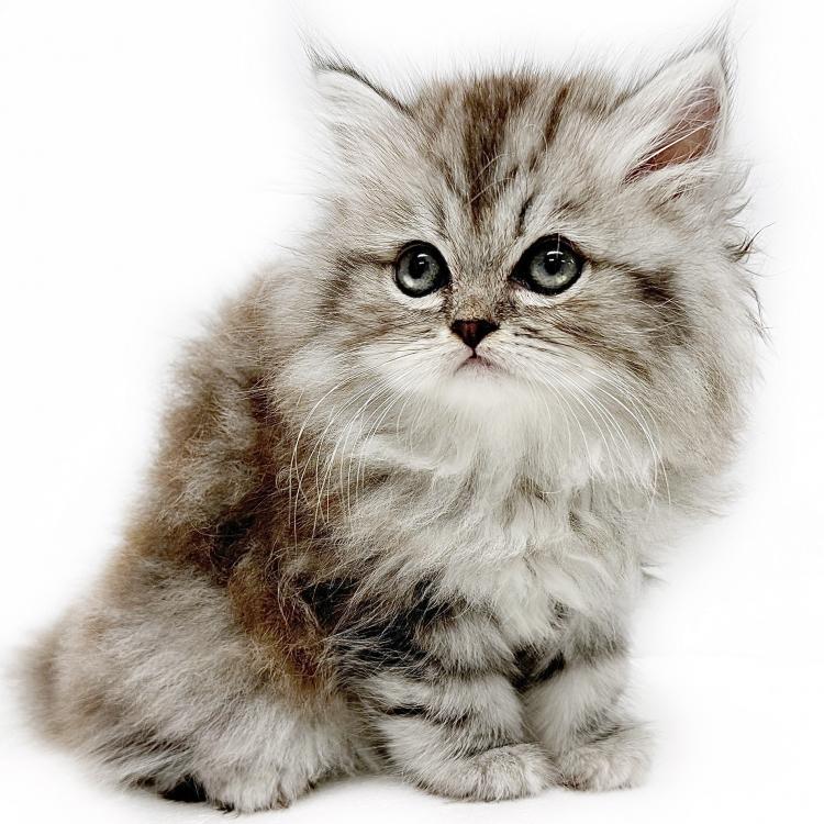 animal_image