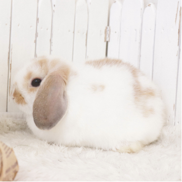 animal_image