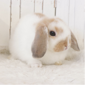 animal_image
