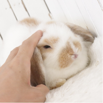 animal_image