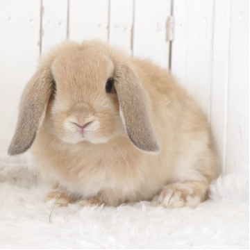 animal_image
