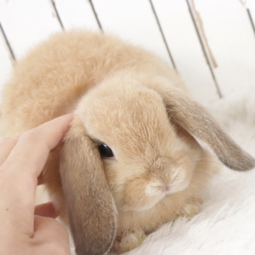 animal_image