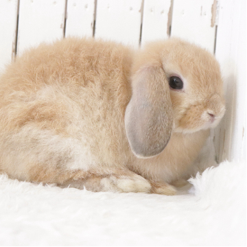 animal_image