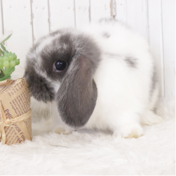 animal_image