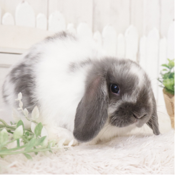 animal_image
