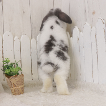 animal_image
