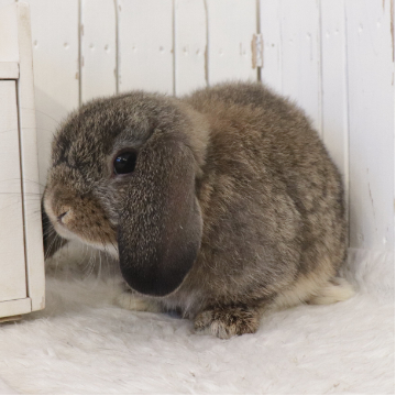 animal_image