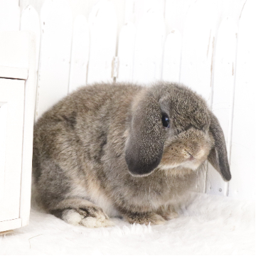 animal_image