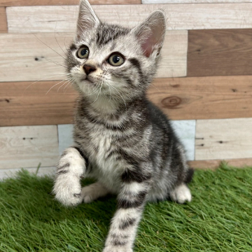 animal_image