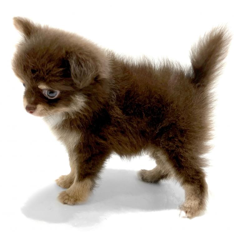 animal_image