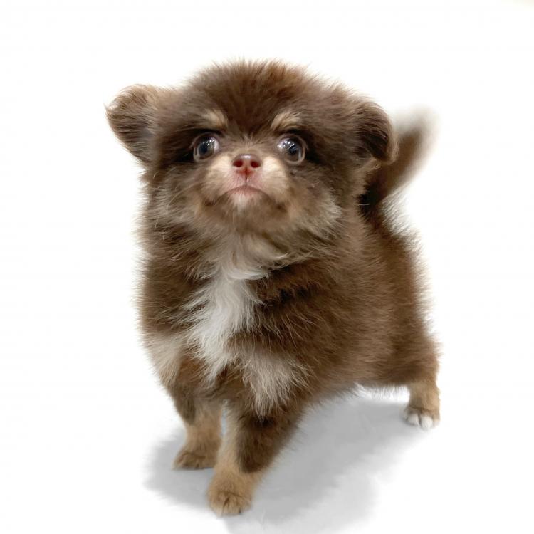 animal_image