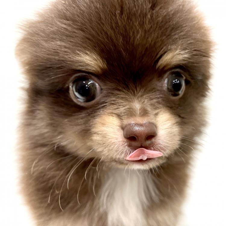 animal_image