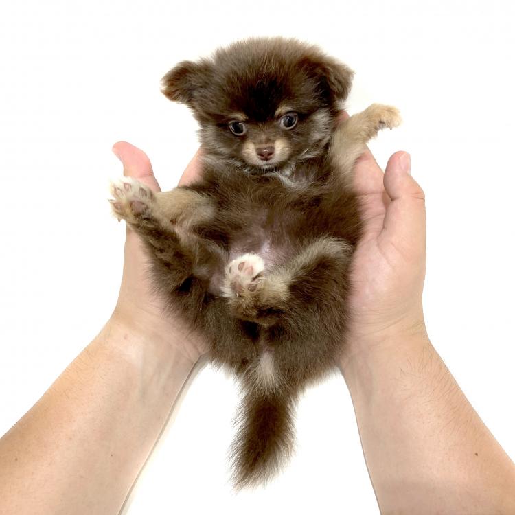 animal_image
