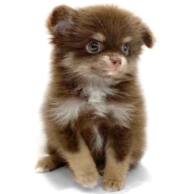 animal_image