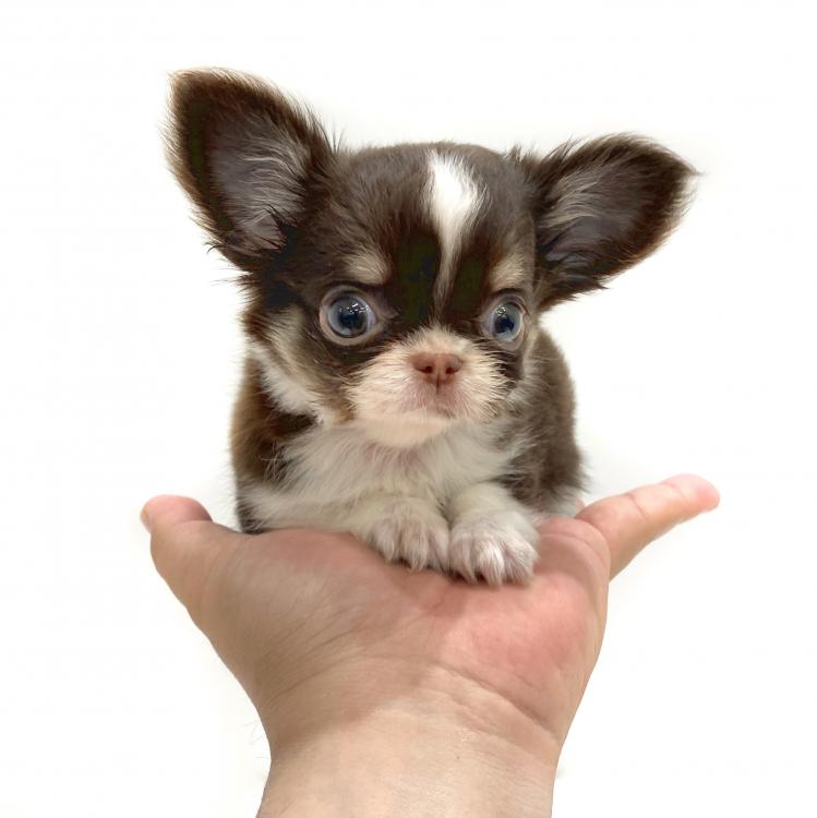 animal_image