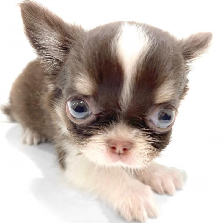 animal_image
