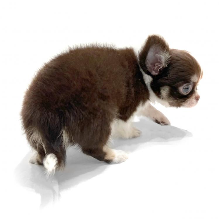 animal_image