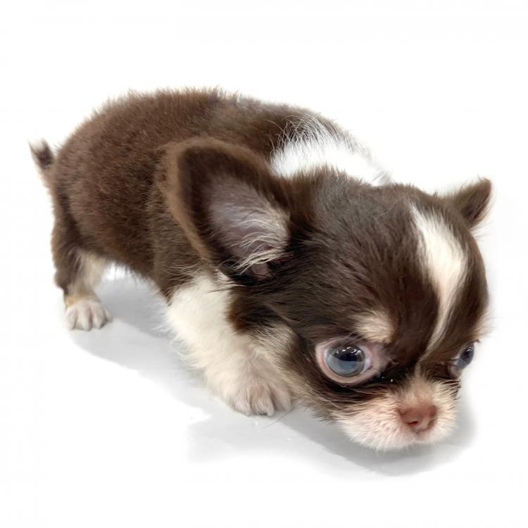 animal_image