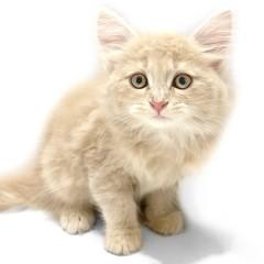 animal_image