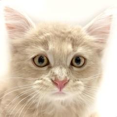 animal_image