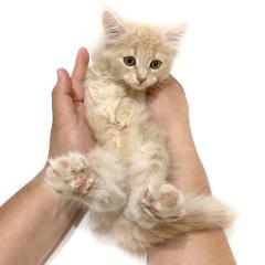 animal_image