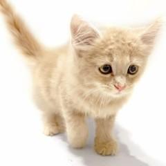 animal_image