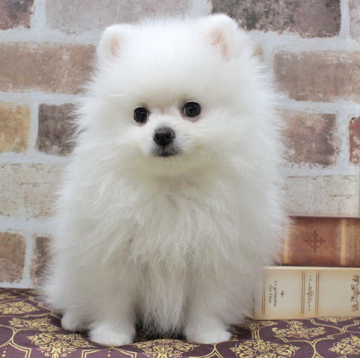 animal_image