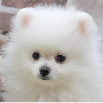 animal_image