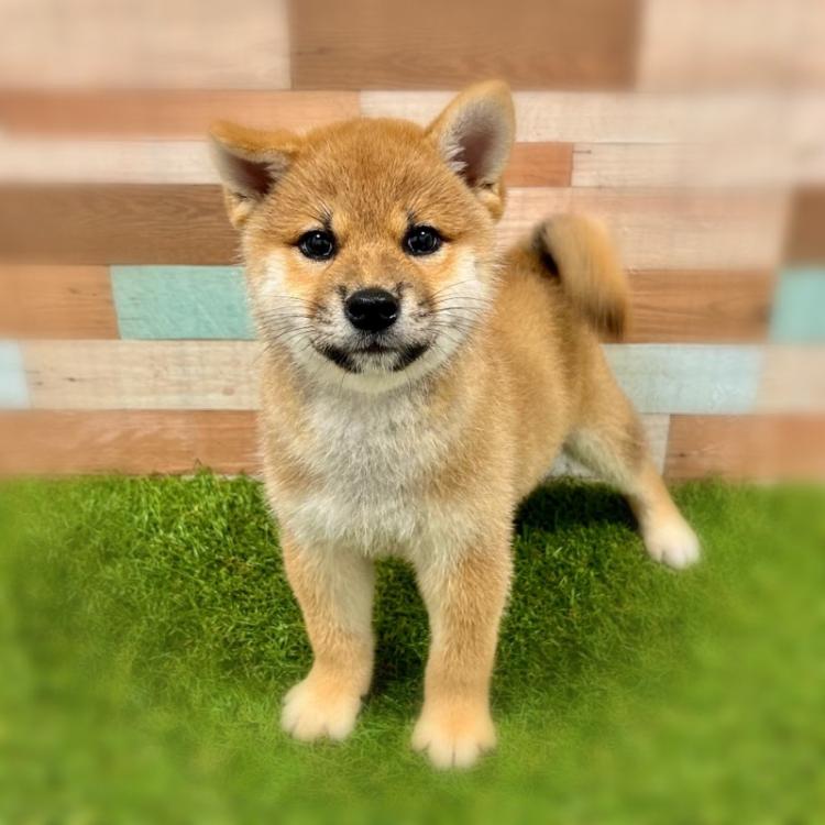 animal_image