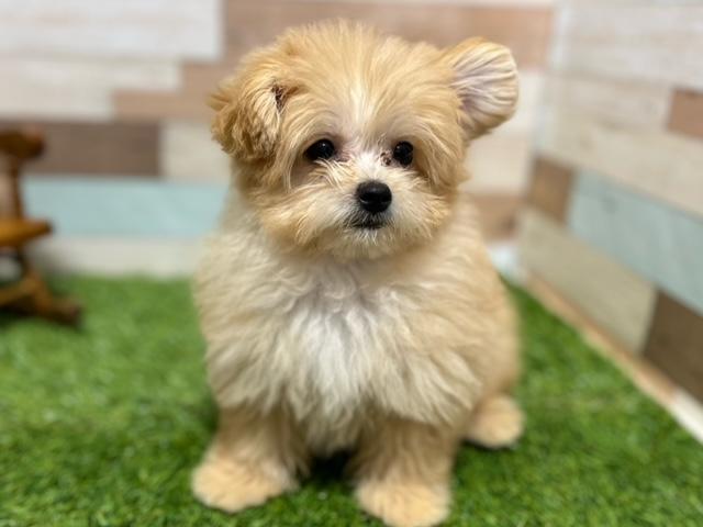 animal_image