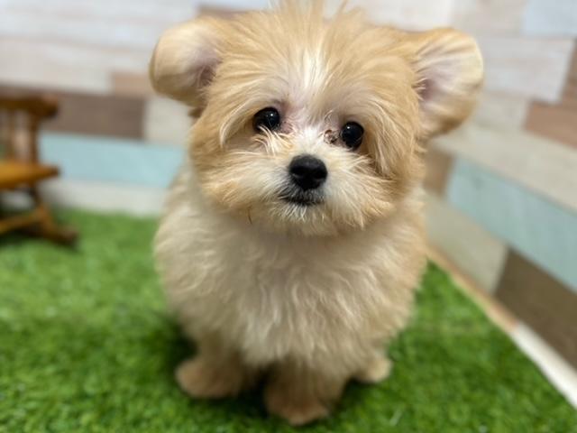animal_image