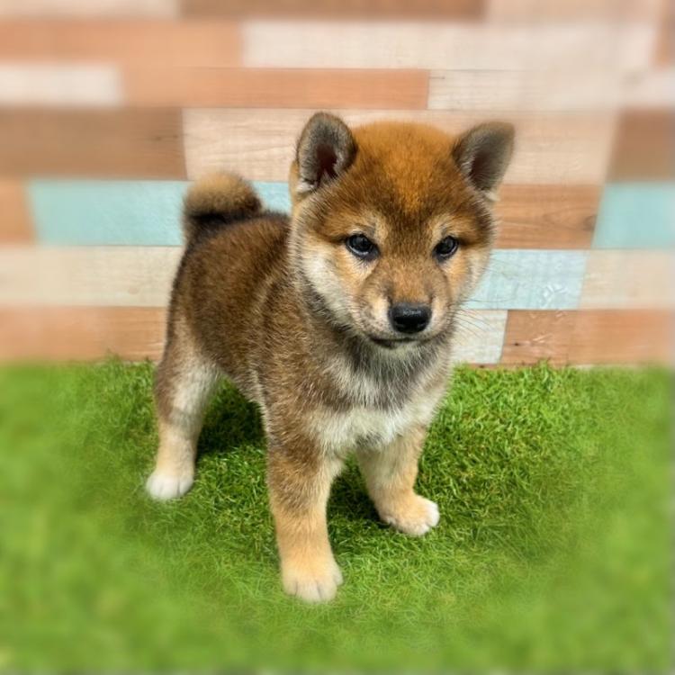 animal_image