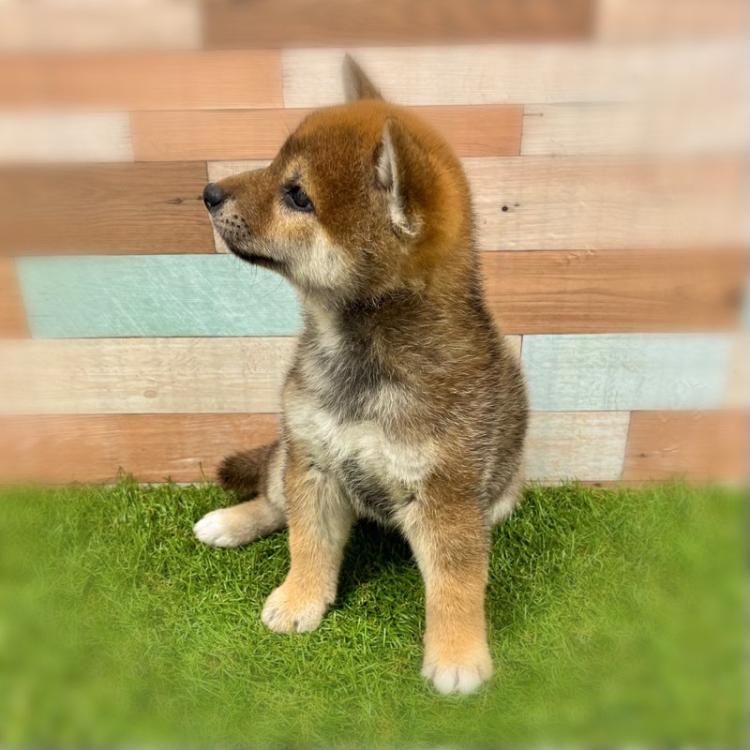 animal_image