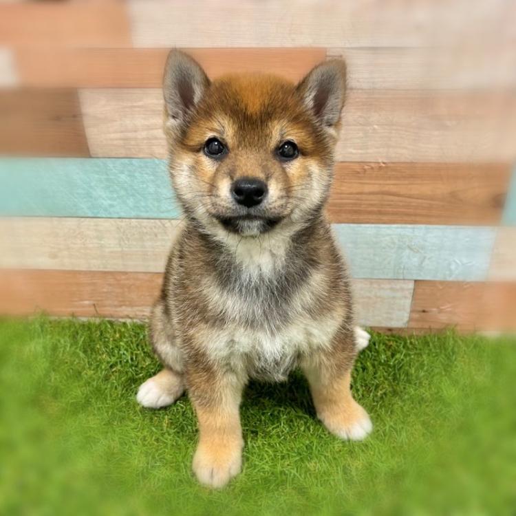 animal_image