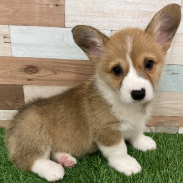 animal_image