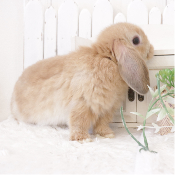 animal_image