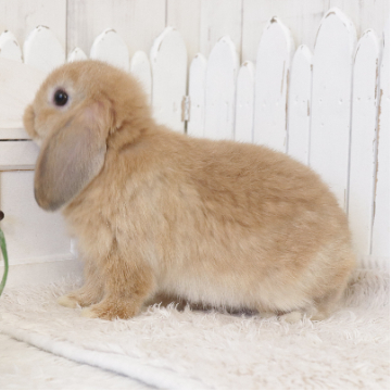 animal_image
