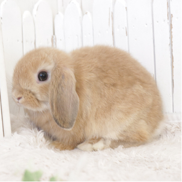 animal_image