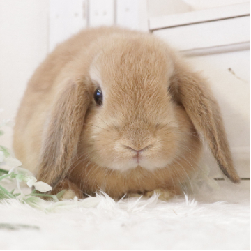 animal_image