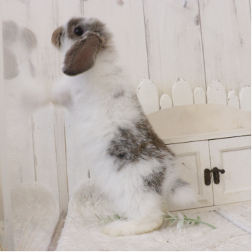animal_image