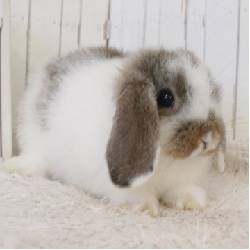 animal_image