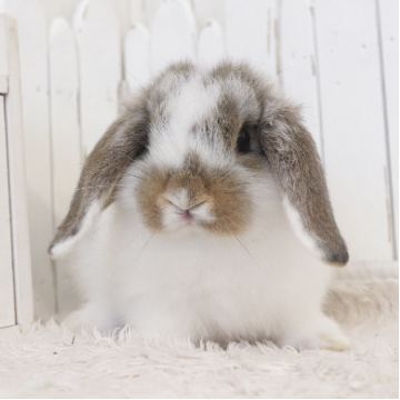 animal_image