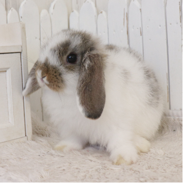 animal_image