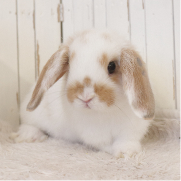 animal_image