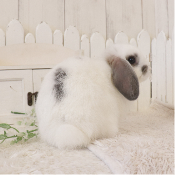 animal_image