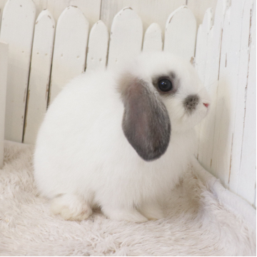 animal_image