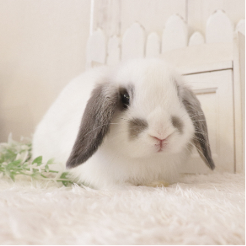 animal_image